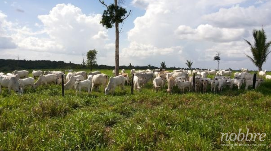Fazenda para vender no Maranhão